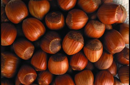 Oregon Hazlenuts