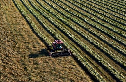 Oregon Grass seed