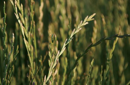 Oregon Grass seed