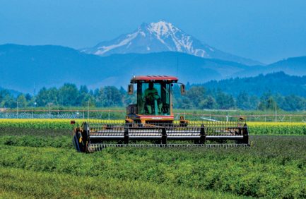 Oregon mint farming