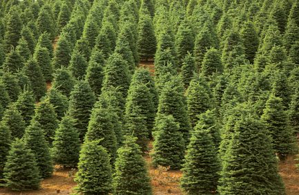 Christmas trees