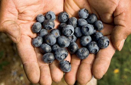 Oregon blueberries