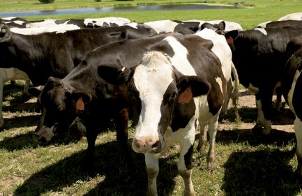 Cow at the Diedrich Family Dairy Farm, wisconsin.