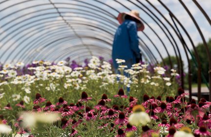 McKay Nursery workers tend to Blue Paradise Phlox.