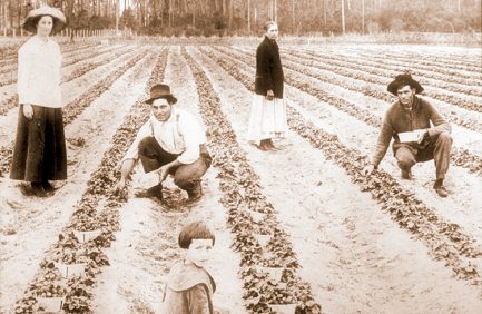 Florida agriculture history