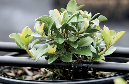 plant