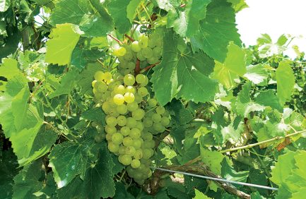 Florida wines