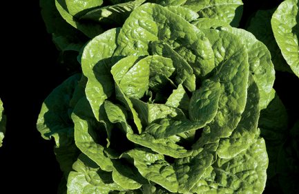 TKM Lettuce