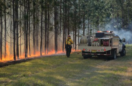 Wildfire