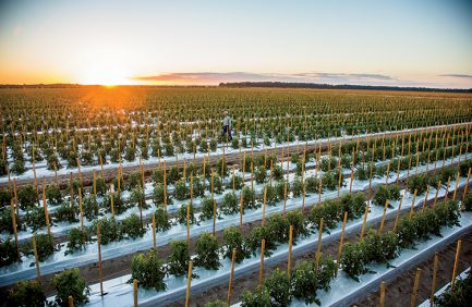 Lipman Produce