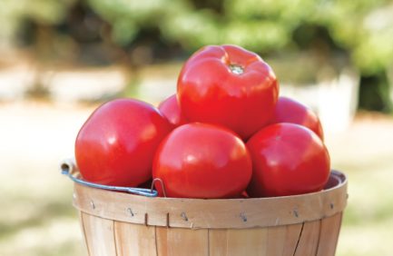 tomatoes