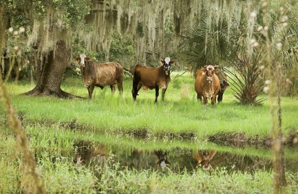 Florida cattle