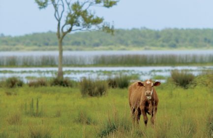 Land preservation