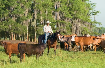 Cowboy Jason Marriage surveys a herd at Deseret Ranch, known for producing high quality calves with a focus on the environment.