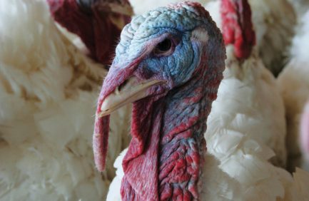 avian flu