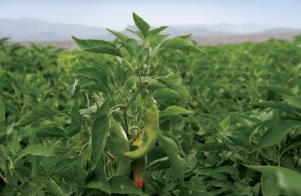 new mexico chile