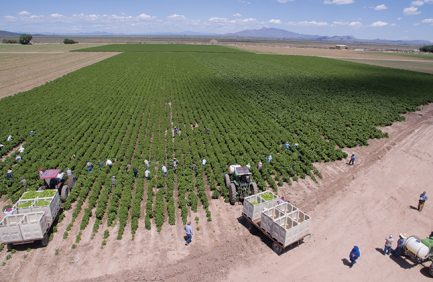 New Mexico field