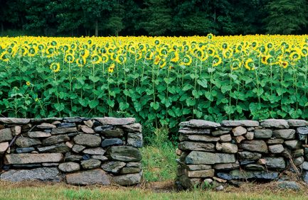 Sunflower Field Griswold connecticut
