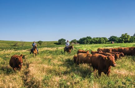 Mushrush Red Angus