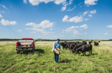 Feeding Cattle