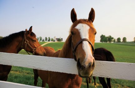 Florida equine