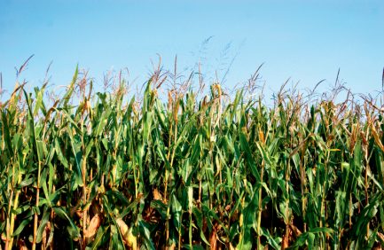 Corn field