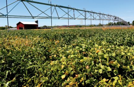 Illinois Soybeans