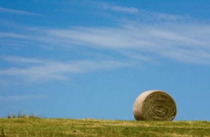 Alabama Hay