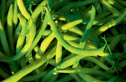 beans