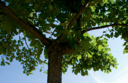 Oak tree
