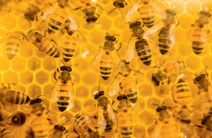 Honeybees