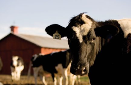 dairy