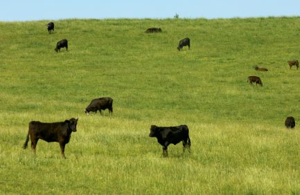 Virginia Cattle