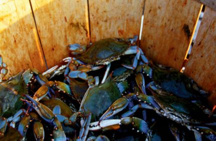 blue crab