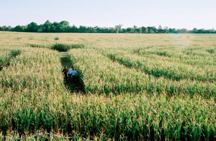 Corn Mazes Use Technology to Amaze and Educate Visitors
