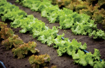 agriculture education
