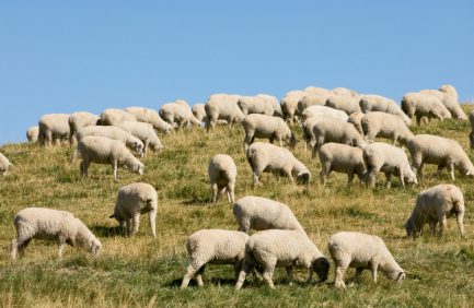 Sheep