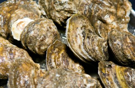 New Jersey shellfish