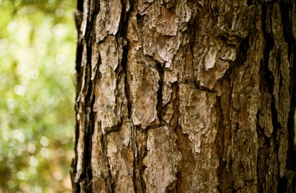 Alabama Forestry