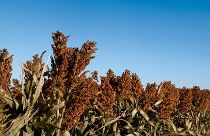 Sorghum