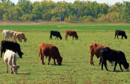 Florida beef