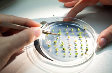 Alabama Seed Labs