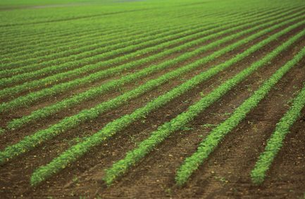 Test plots of a new variety of soybeans