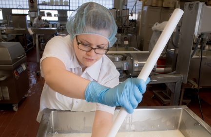 Researchers make cheese at the Center for Dairy Research at UW-Madison.
