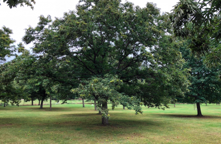 American chestnut