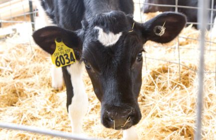 Wisconsin Dairy Farmers Join Forces to Use Automatic Milking Robots