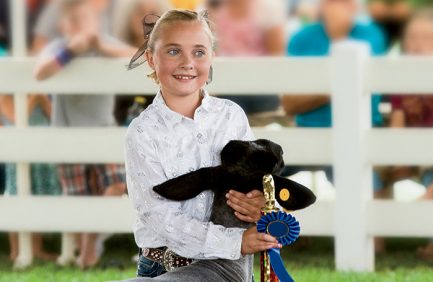 4-h lamb fair montana