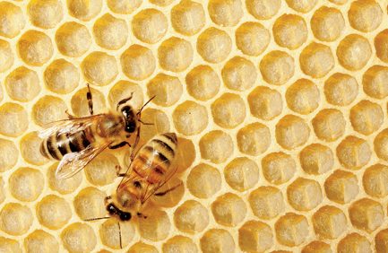 bees and pollinator species