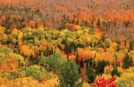 Colorful Trees