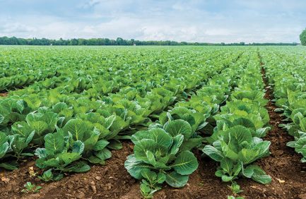 Cabbage field bonnie plants